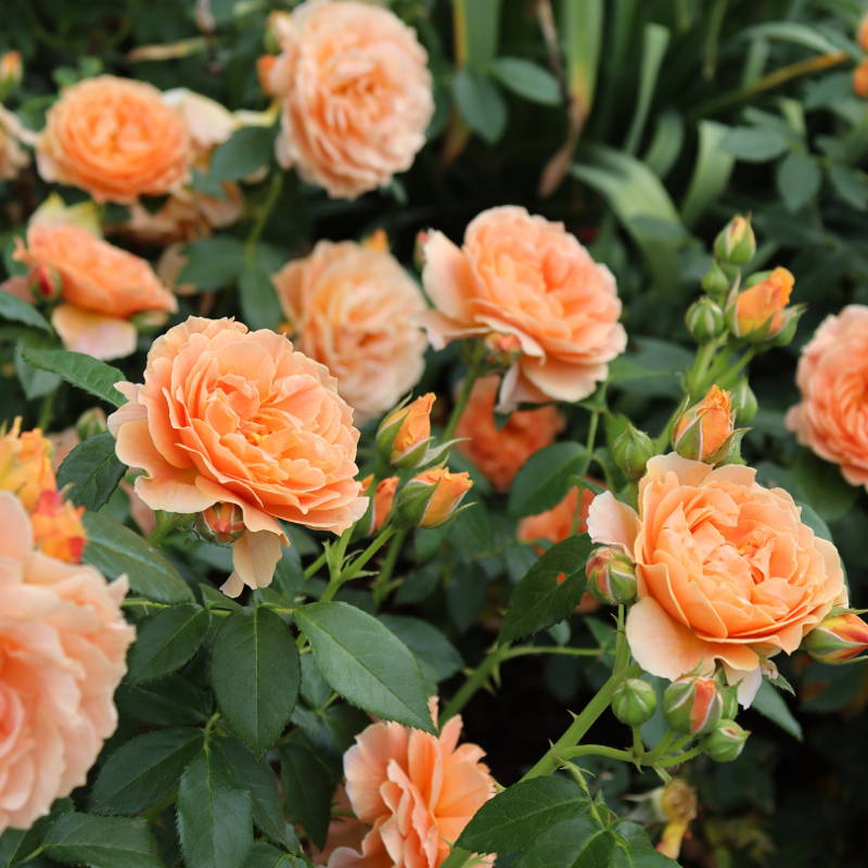Garden full of apricot-colored rose flowers
